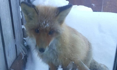 Лиса навестила местных жителей под Новосибирском